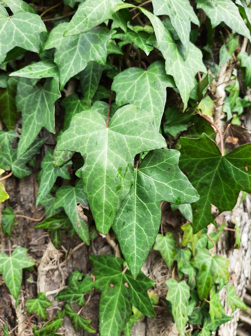 leaf, plant part, green, plant, growth, nature, field, high angle view, no people, land, flower, day, freshness, beauty in nature, produce, vegetable, food and drink, outdoors, food, close-up, herb, full frame, healthy eating, ivy