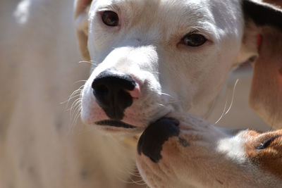 Close-up portrait of dog