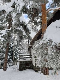 Snow covered trees by house during winter