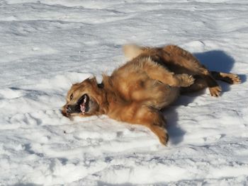 Dog relaxing on snow