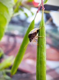Close-up of insect on leaf