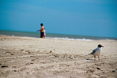 Seagull on beach