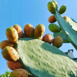 Low angle view of prickly pear cactus against sky