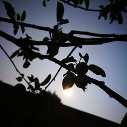 Low angle view of silhouette tree against sky