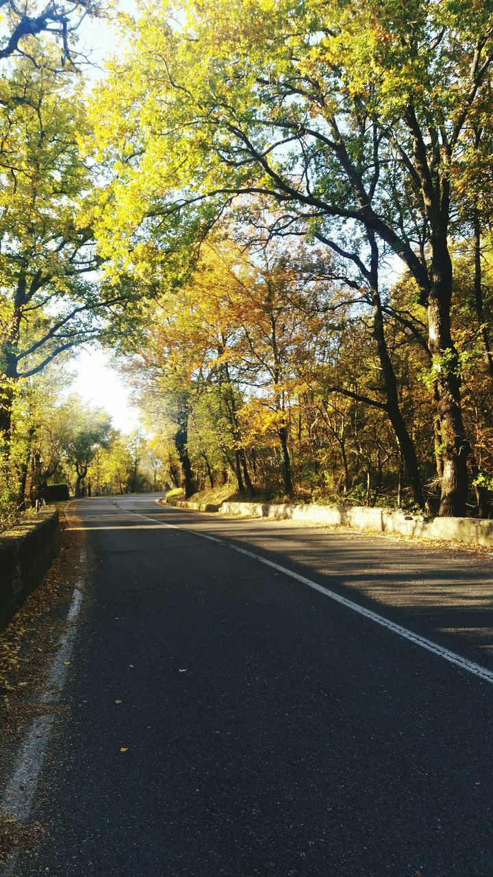 tree, the way forward, road, transportation, tranquility, diminishing perspective, tranquil scene, road marking, vanishing point, street, nature, asphalt, autumn, country road, beauty in nature, scenics, empty road, treelined, sky, change