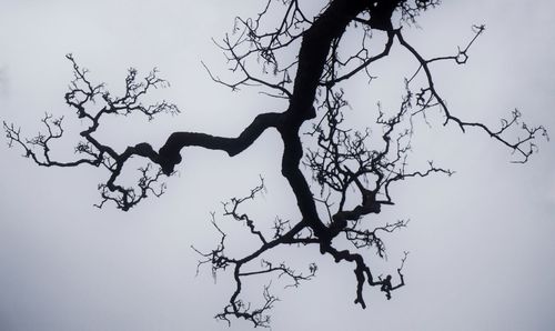 Low angle view of bare trees against sky