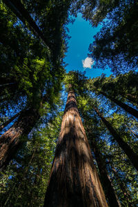 Low angle view of trees against sky