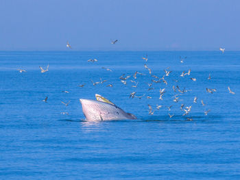 Birds flying over whale in sea against sky