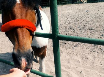 Close-up of hand feeding horse on field