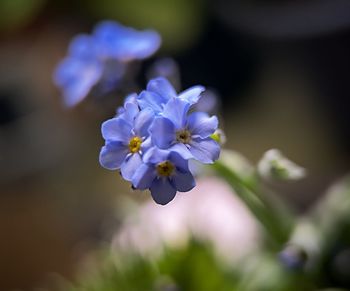 Close-up of purple flowering plant