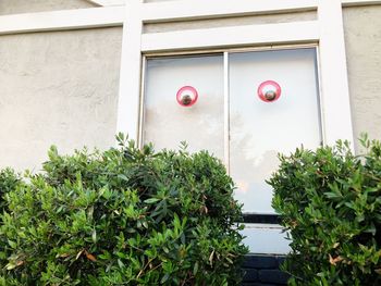 Potted plants against window of building