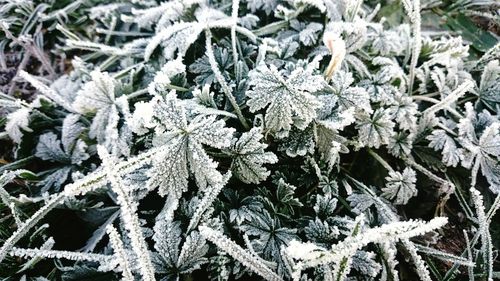 Close-up of snow on plant