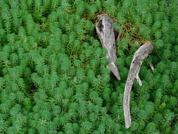 High angle view of trees growing on field