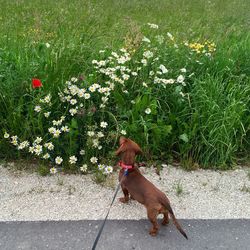Dog with flowers on grass