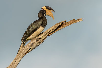 Low angle view of bird perching on branch against sky