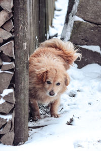 Dogs playing in snow during winter in the garden