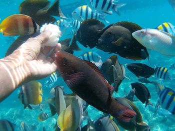 Close-up of fish in sea