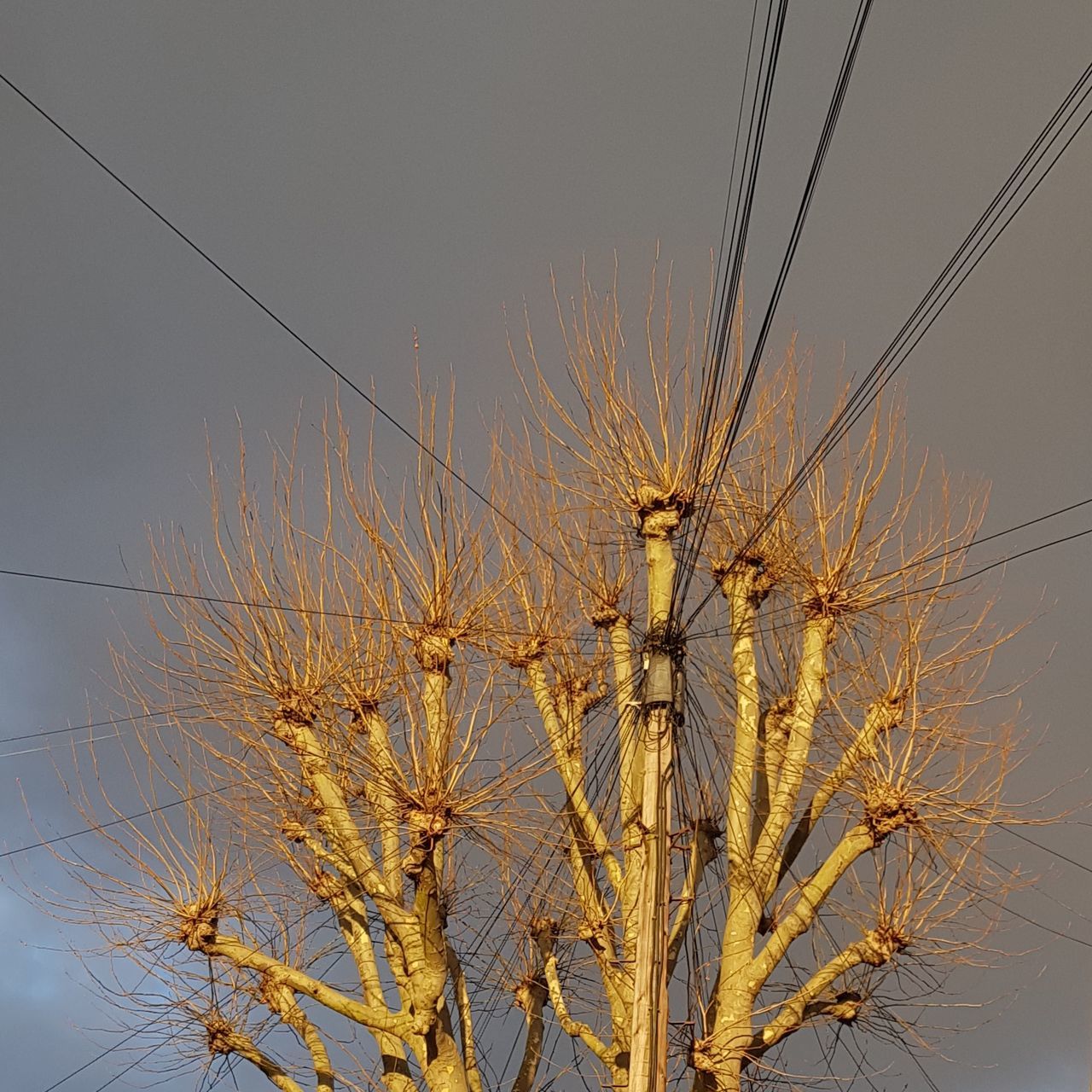 branch, sky, nature, plant, tree, no people, outdoors, grass, low angle view, flower, twig, beauty in nature, day, sunlight, growth, cable, line, wind, close-up, land