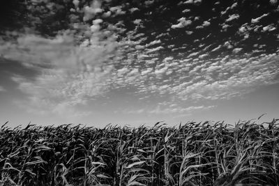 High angle view of stalks in field against clouds