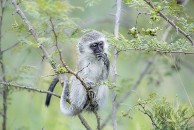 Squirrel on tree branch