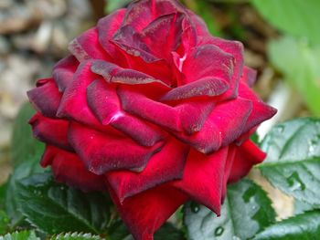 Close-up of red rose