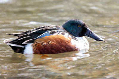 Duck swimming in lake