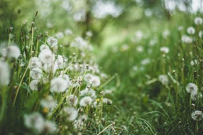 White flowers in field