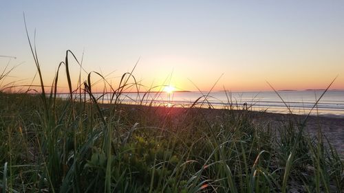 Silhouette of grass on beach at sunset