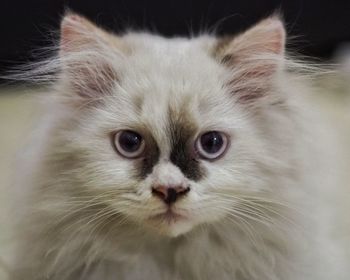 Close-up portrait of cat at home