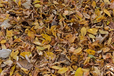 Full frame shot of autumn leaves