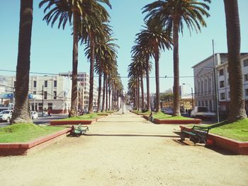 Palm trees in park