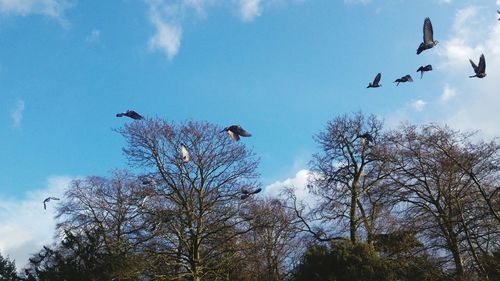 Low angle view of birds flying against sky