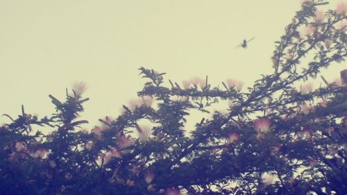 Low angle view of trees against sky