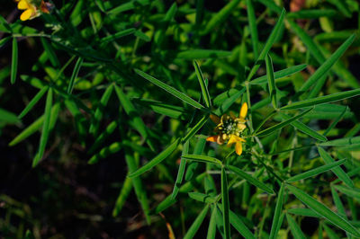 Close-up of insect on flower