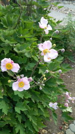 High angle view of white flowering plant