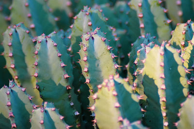 Full frame shot of succulent plants