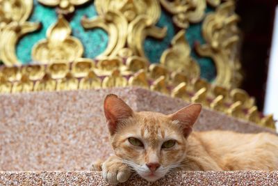 Close-up portrait of a cat