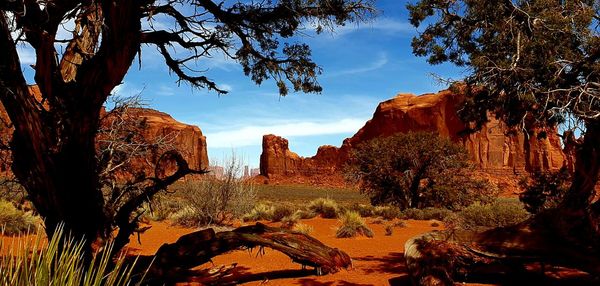 View of trees on rock formations