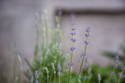 Close-up of purple lavender flowers on field