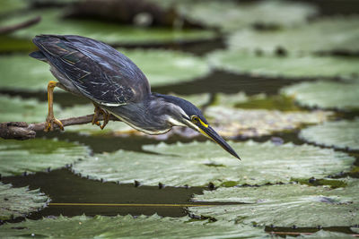 Bird perching on a lake