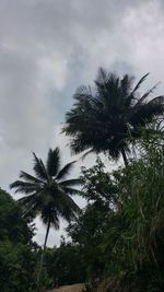 Low angle view of coconut palm trees against sky