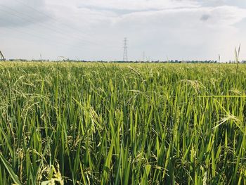 Scenic view of agricultural field against sky