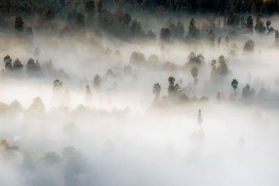 Panoramic shot of trees against sky