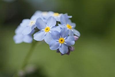 Close-up of white flowers blooming outdoors