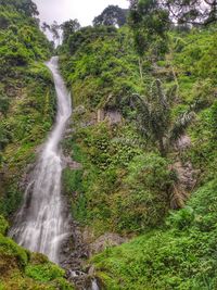 Scenic view of waterfall in forest