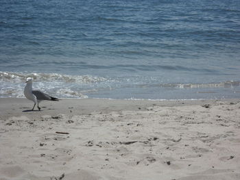 Bird flying over water