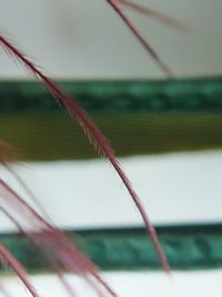 Close-up of grass against sky