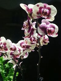 Close-up of flowers blooming outdoors