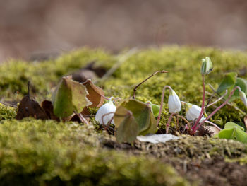 Close-up of flowering plants on field