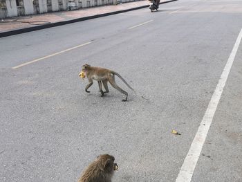 High angle view of a monkey on the road
